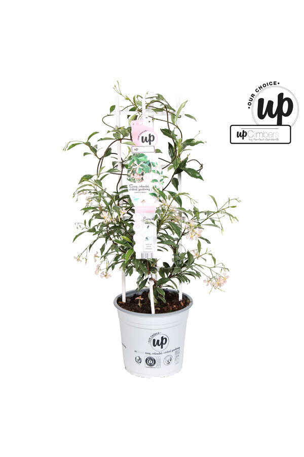 Trachelospermum jasminoides Star of Milano P23