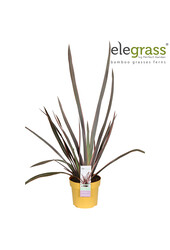 Lin de Nouvelle-Zélande Pink Flamingo