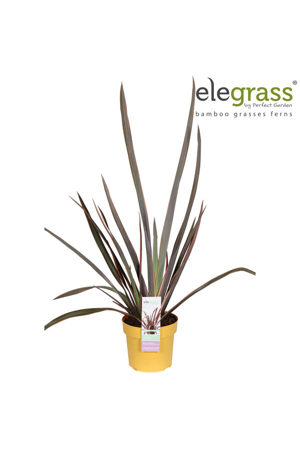 Lin de Nouvelle-Zélande Pink Flamingo