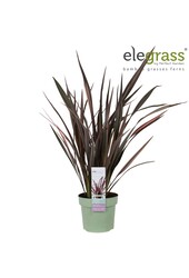 Lin de Nouvelle-Zélande Pink Flamingo