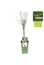 Appelboom Elstar