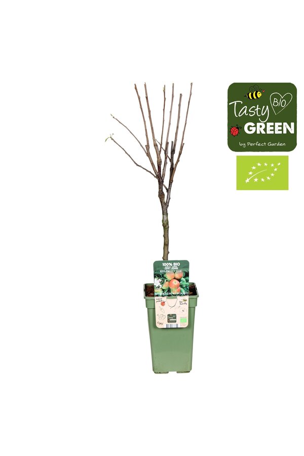 Appelboom Elstar