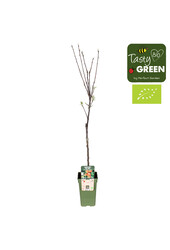 Appelboom Elstar