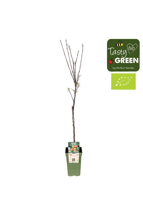 Appelboom Elstar