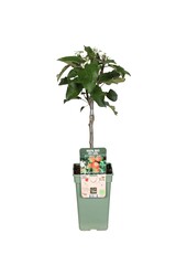 Appelboom Elstar