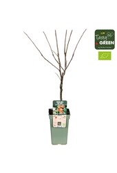 Appelboom Elstar