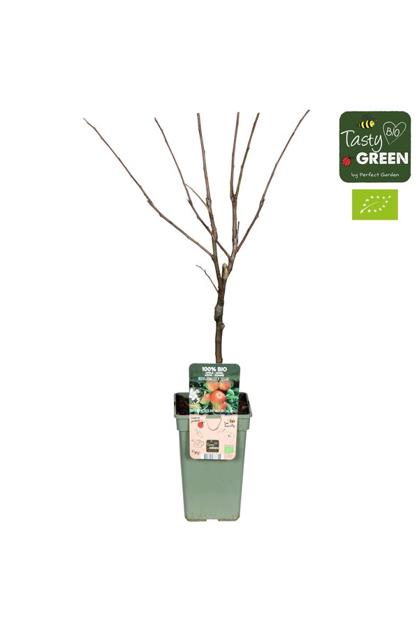 Appelboom Elstar