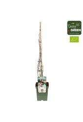 Ribes Easycrisp® Madame Sanssouci Bio P23