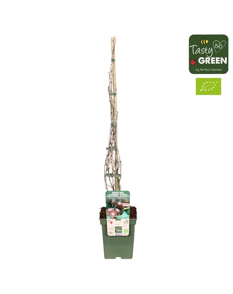 Ribes Easycrisp® Madame Sanssouci Bio P23