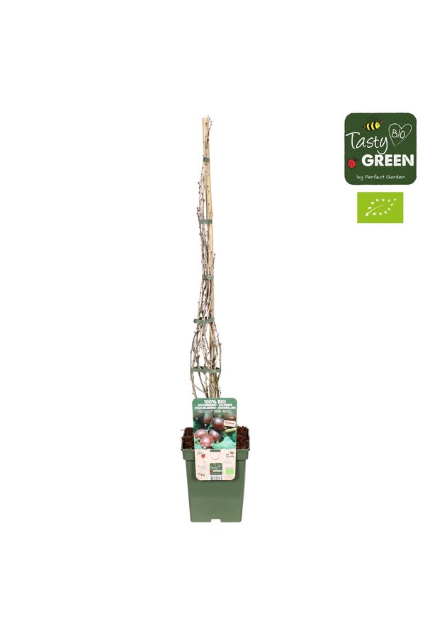 Ribes Easycrisp® Madame Sanssouci Bio P23