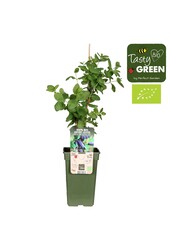 Chèvrefeuille comestible Duet