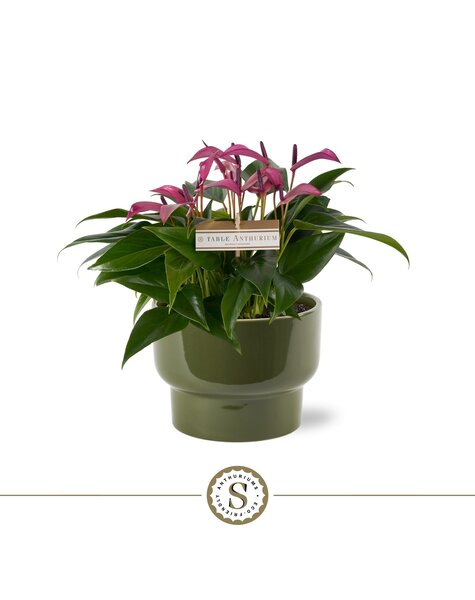 Anthurium