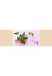 Tafel Anthurium Paars Athene