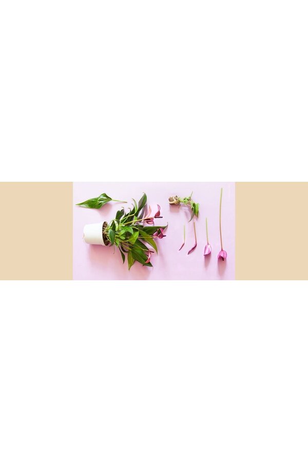 Tafel Anthurium Paars Athene