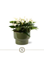 Tafel Anthurium White Athene Groen