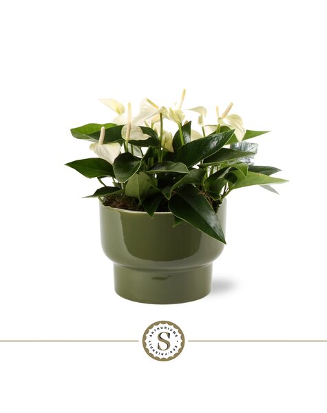 Anthurium