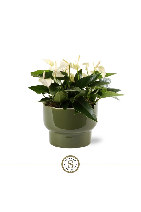 Tafel Anthurium White Athene Groen