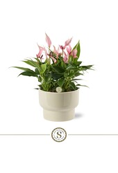 Tafel Anthurium Lilli Athene