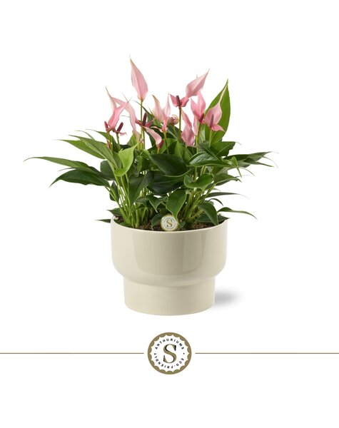 Anthurium