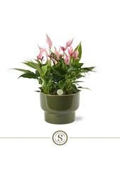 Tafel Anthurium Lilli Athene