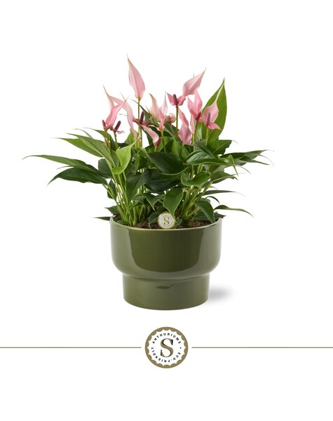 Anthurium