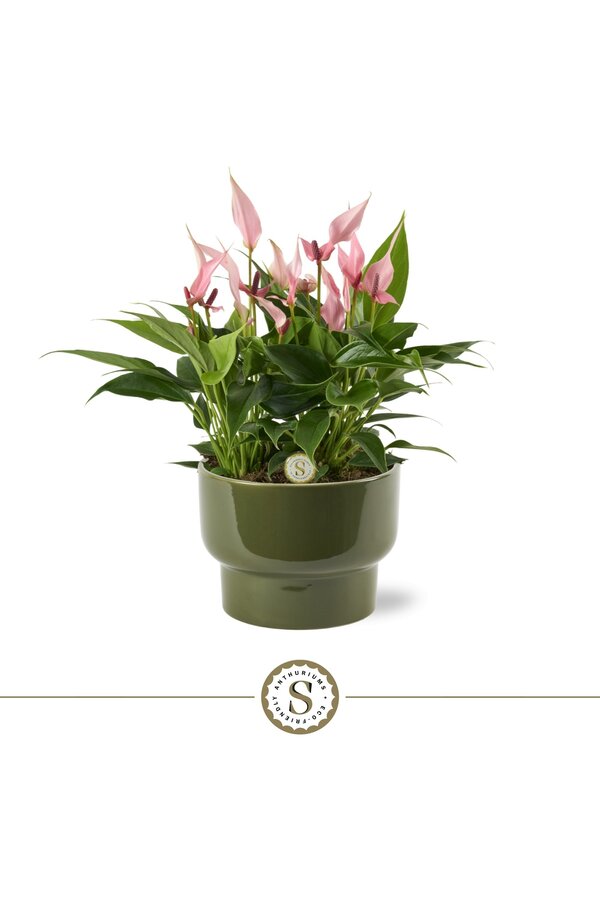 Tafel Anthurium Lilli Athene