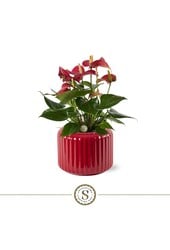 Anthurium Livium in Bologna Red