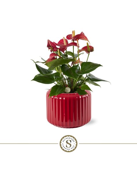 Anthurium
