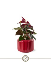 Anthurium Coral in Bologna Red