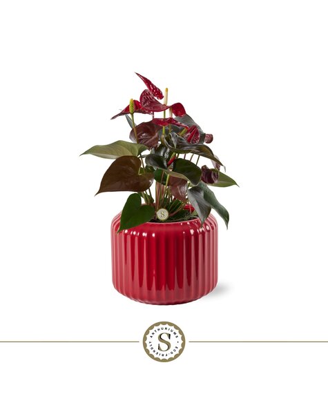 Anthurium