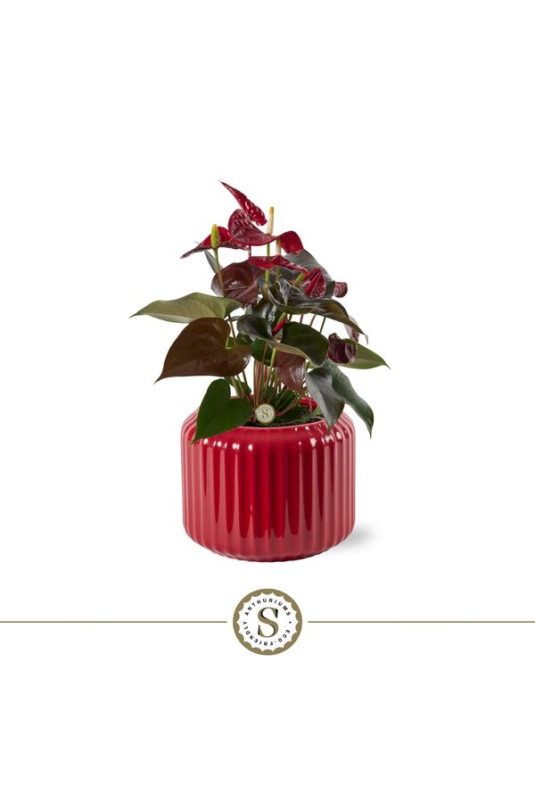 Anthurium Coral in Bologna Red