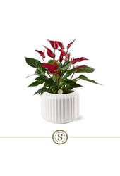 Anthurium Roja dans Bologna White