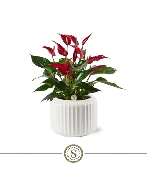 Anthurium