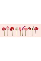 Anthurium Roja in Bologna White