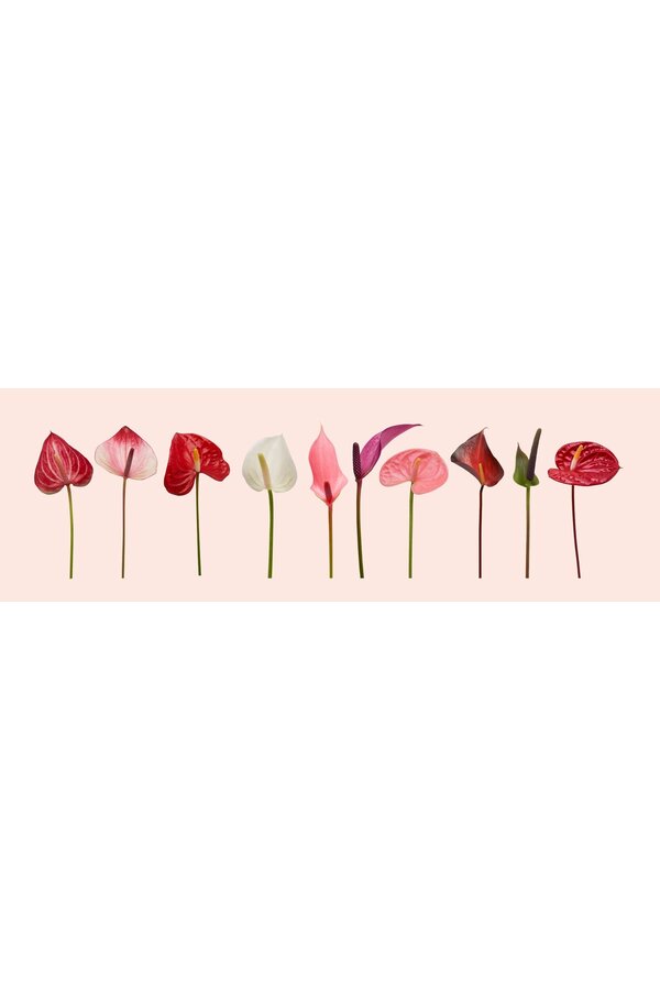 Anthurium Roja in Bologna White