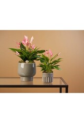 Anthurium Lilli en Bologna Blanc