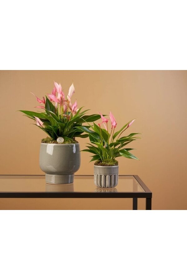 Anthurium Lilli in Bologna White
