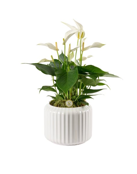 Anthurium