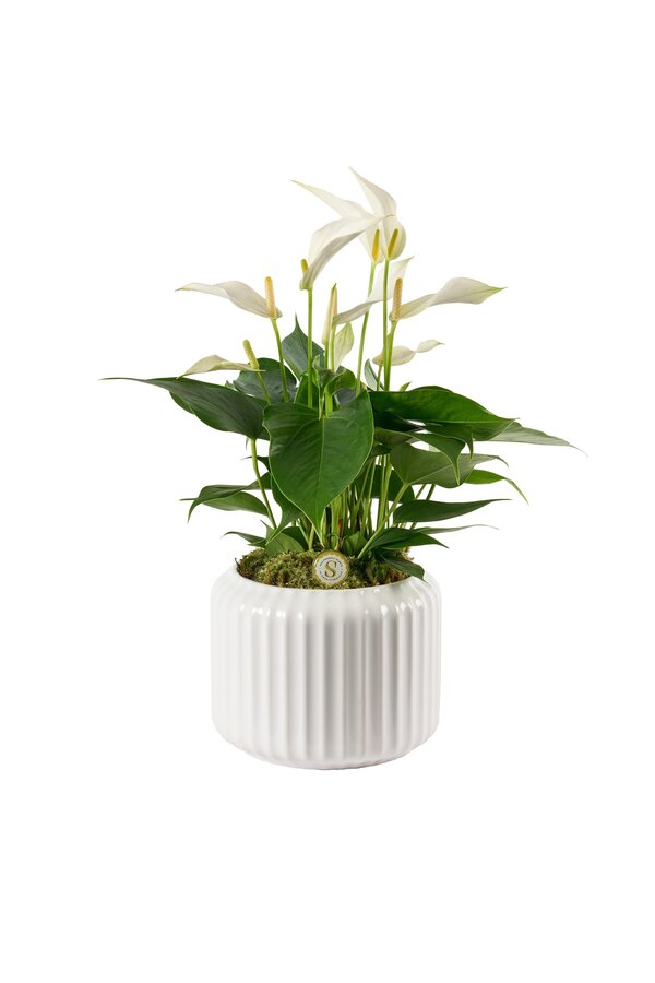 Anthurium Cava in Bologna White