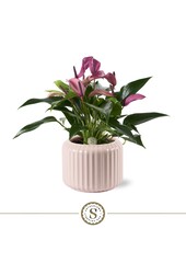 Anthurium Zizou en Bologna Pastel