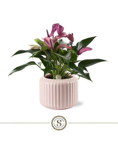 Anthurium
