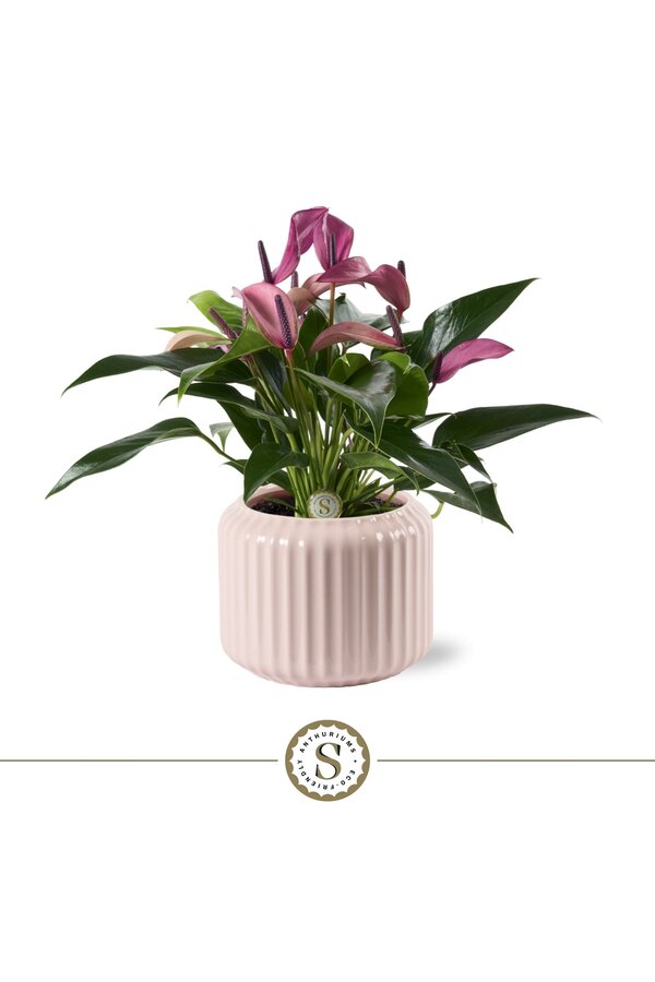 Anthurium Zizou en Bologna Pastel