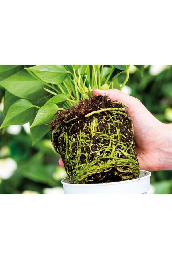 Anthurium Zizou en Bologna Pastel