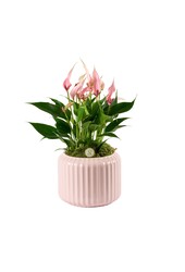 Anthurium Lilli in Bologna Pastel