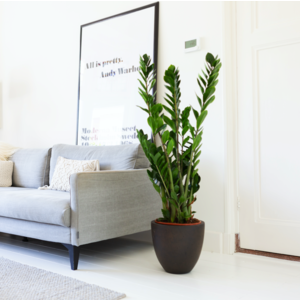 Huiskamerplanten