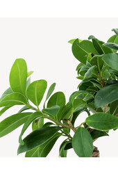 Ficus Bonsai in Zelfwatergevende Cilindro