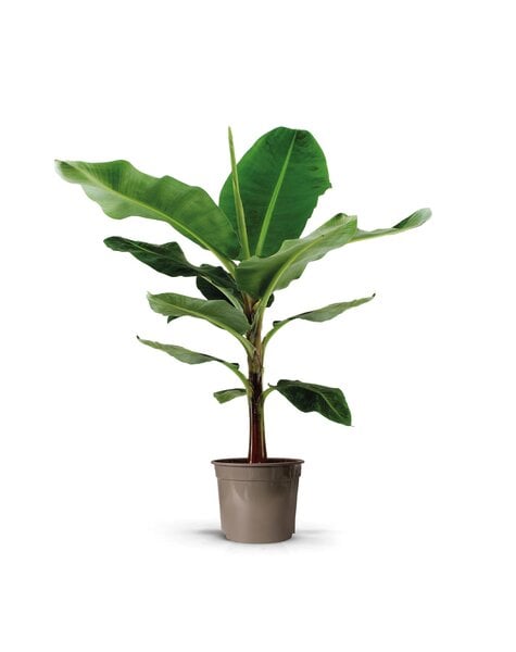 Musa Dwarf