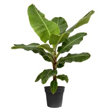 Musa Dwarf