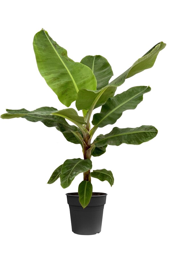 Bananenplant Musa S