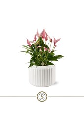 Anthurium Lilli in Bologna White
